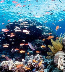 The great barrier reef.. 